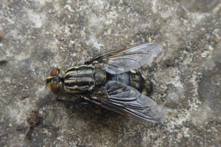 Photo de Sarcophaga carnaria - (2019-07-12) © ROUX Alain