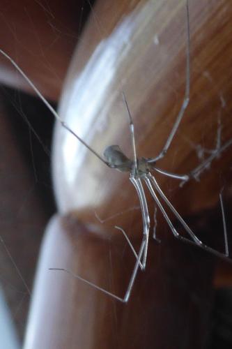 Photo de Pholcus phalangioides - (2019-07-07) © ROUX Alain