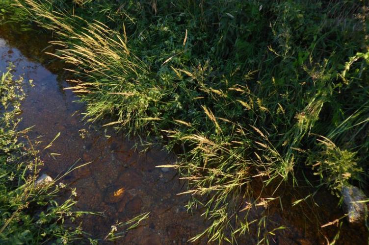 Photo de Agrostis stolonifera - (2019-07-15) © ROUX Alain