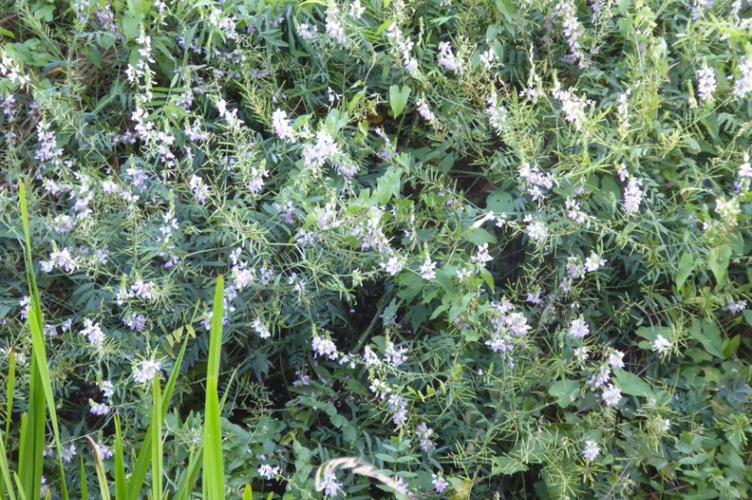 Photo de Galega officinalis - (2019-07-15) © ROUX Alain