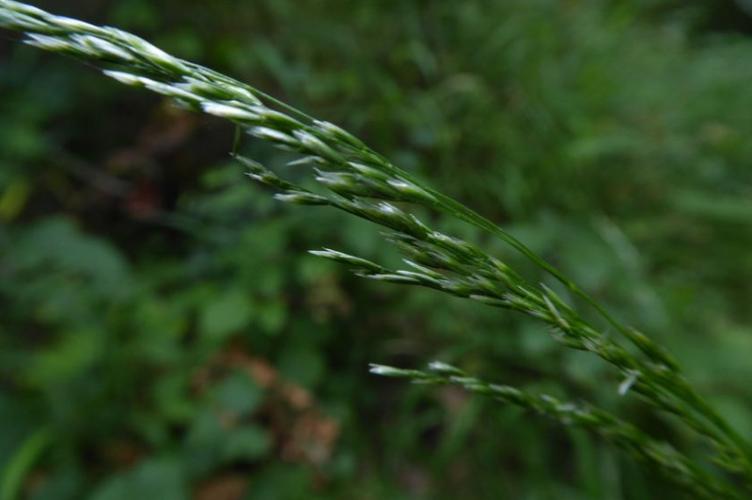 Photo de Deschampsia cespitosa - (2019-07-15) © ROUX Alain