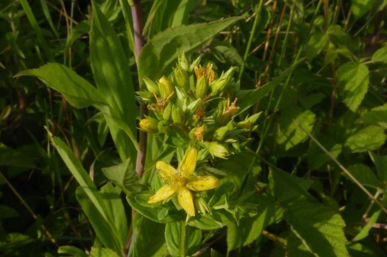 Photo de Hypericum tetrapterum - (2019-07-15) © ROUX Alain