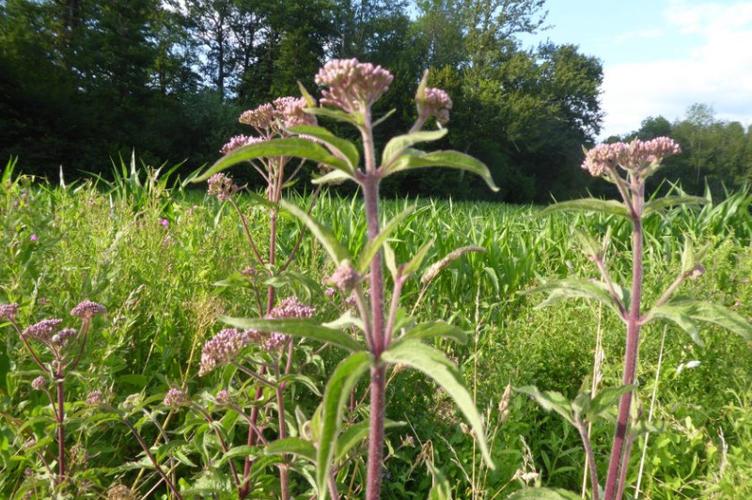 Photo de Eupatorium cannabinum - (2019-07-15) © ROUX Alain