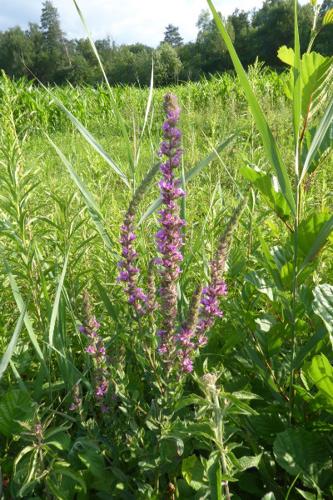 Photo de Lythrum salicaria - (2019-07-15) © ROUX Alain