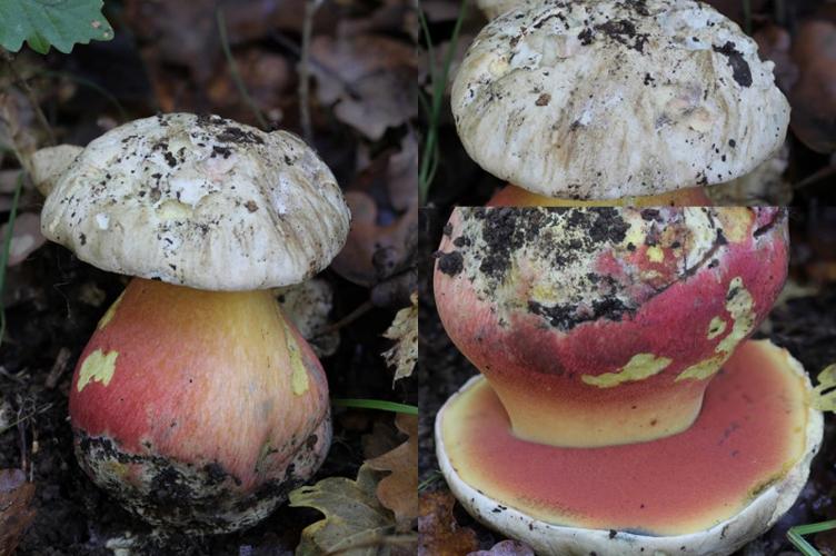 Photo de Boletus satanas - (2014-10-18) © GUICHERD Grégory