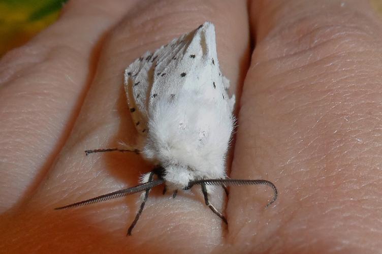 Photo de Spilosoma lubricipeda - (2017-05-27) © DARNOUX Adrien