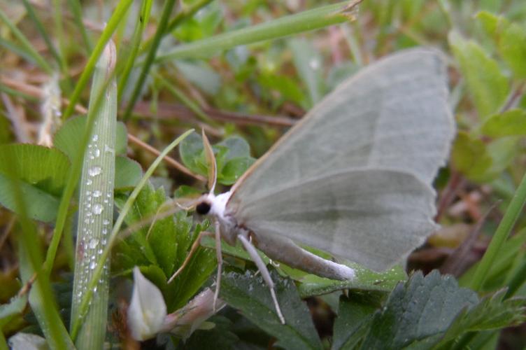 Photo de Campaea margaritaria - (2017-05-27) © DARNOUX Adrien