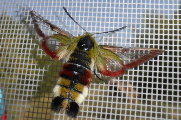 Photo de Hemaris fuciformis - (2017-07-18) © DARNOUX Adrien