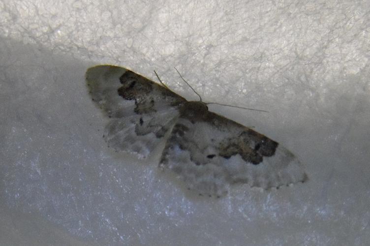 Photo de Idaea rusticata - (2017-07-03) © DARNOUX Adrien