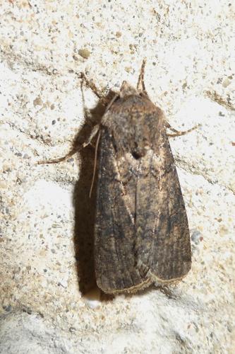 Photo de Agrotis segetum - (2017-06-17) © DARNOUX Adrien