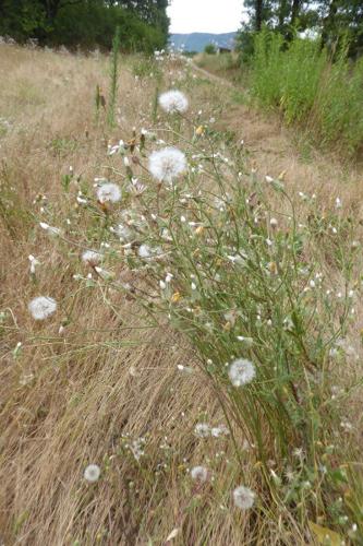 Photo de Crepis foetida - (2019-07-27) © ROUX Alain