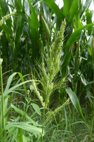 Photo de Echinochloa crus-galli - (2019-07-27) © ROUX Alain