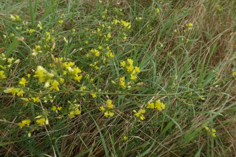 Photo de Medicago sativa subsp. falcata - (2019-07-27) © ROUX Alain