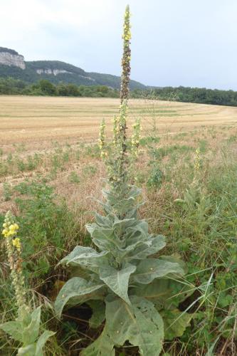 Photo de Verbascum densiflorum - (2019-07-27) © ROUX Alain