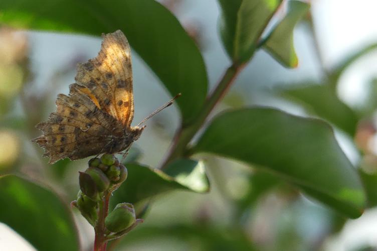 Photo de Polygonia c-album - (2019-07-25) © HÉRITIER Tatjana