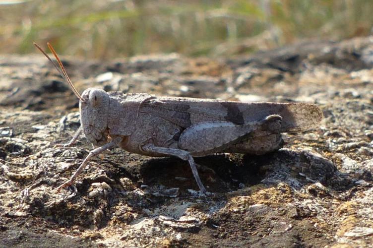 Photo de Oedipoda caerulescens caerulescens - (2015-08-06) © GRANGIER Christophe