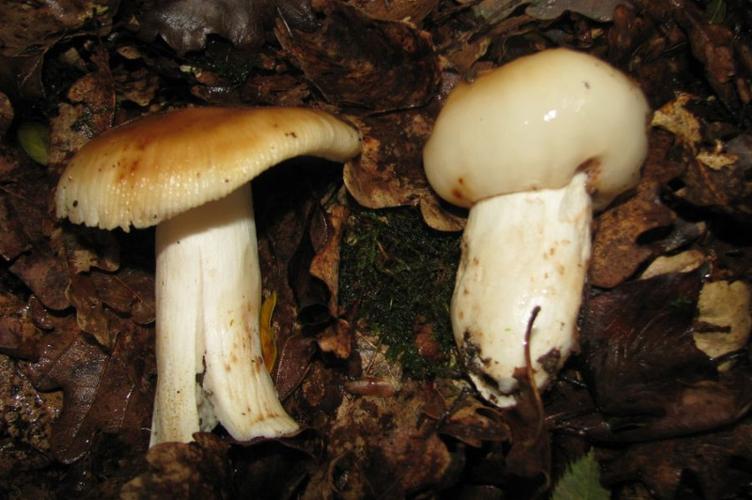 Photo de Russula foetens - (2014-08-15) © GRANGIER Christophe