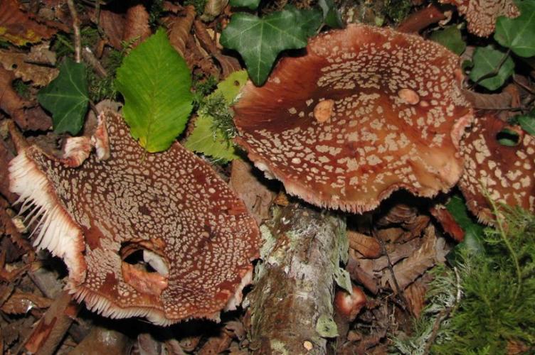 Photo de Amanita rubescens - (2014-08-03) © GRANGIER Christophe