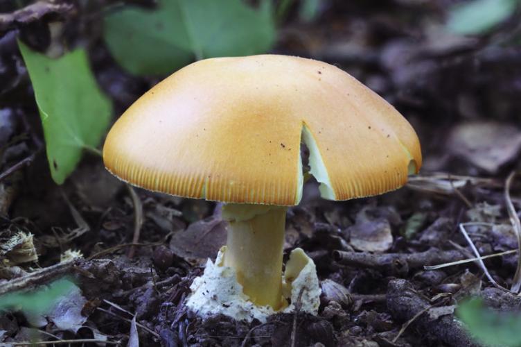 Photo de Amanita caesarea - (2013-08-20) © GUICHERD Grégory