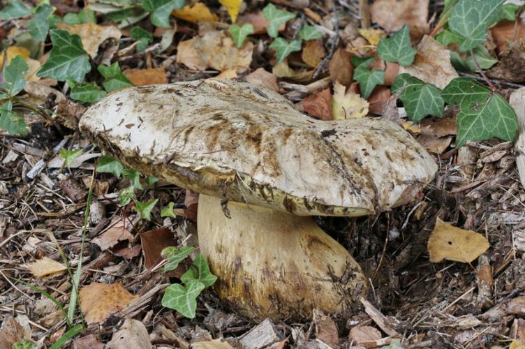 Photo de Boletus radicans - (2017-09-30) © GUICHERD Grégory