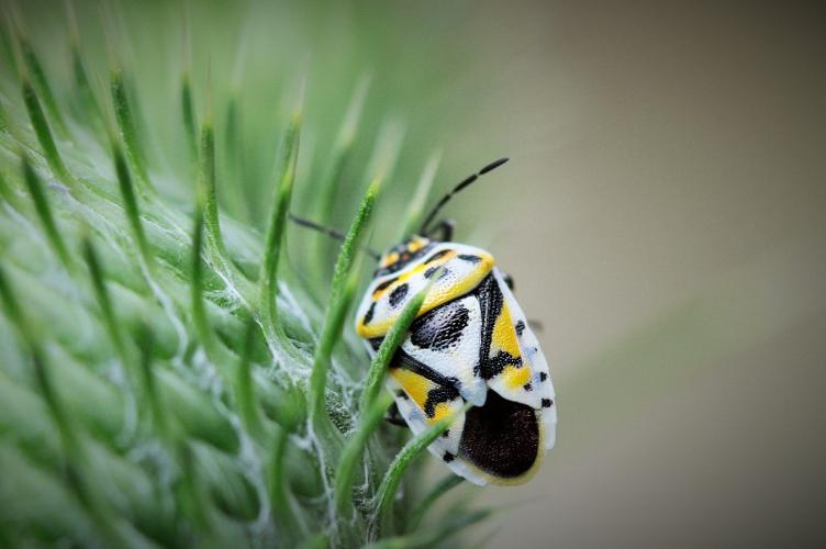 Photo de Eurydema ornata - (2019-08-11) © RUILLAT Christian